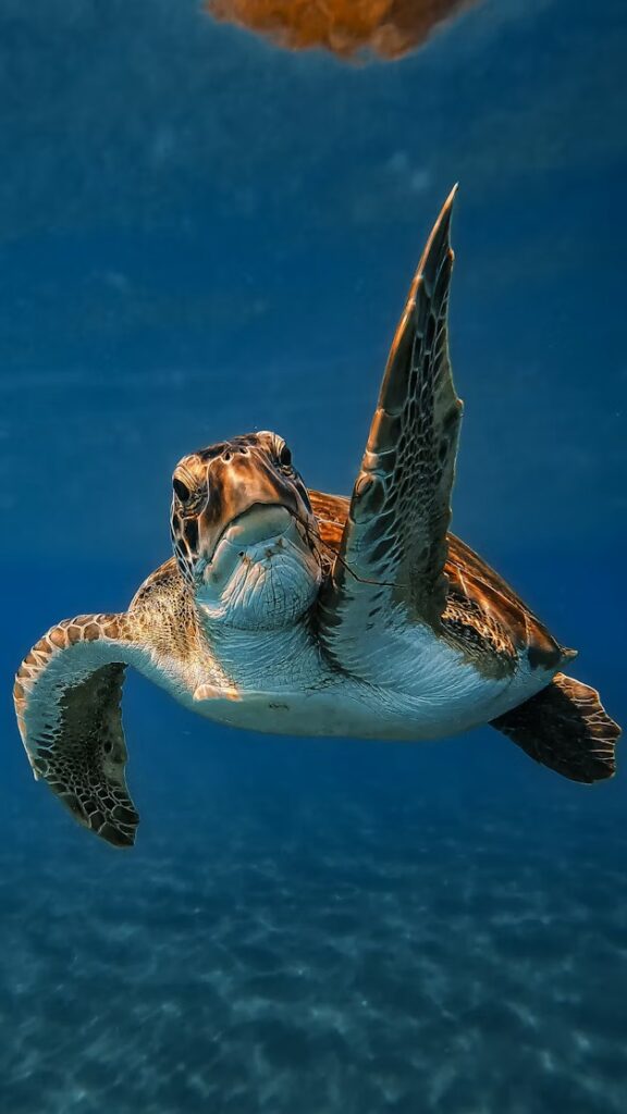Galapágy